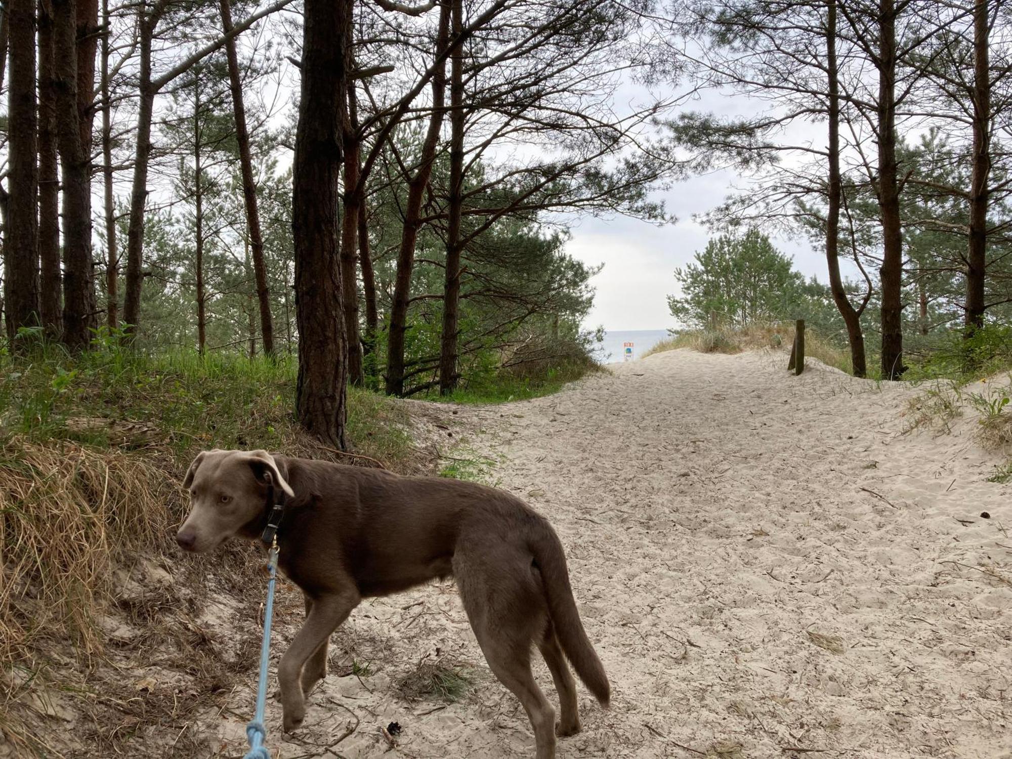 Reet Am Strand Mit Hund Karlshagen المظهر الخارجي الصورة