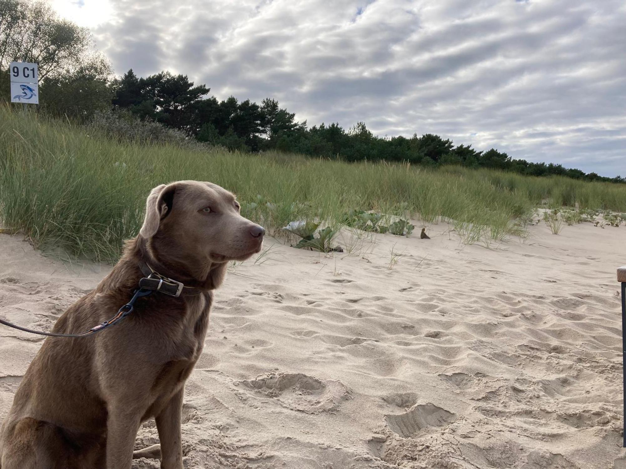 Reet Am Strand Mit Hund Karlshagen المظهر الخارجي الصورة