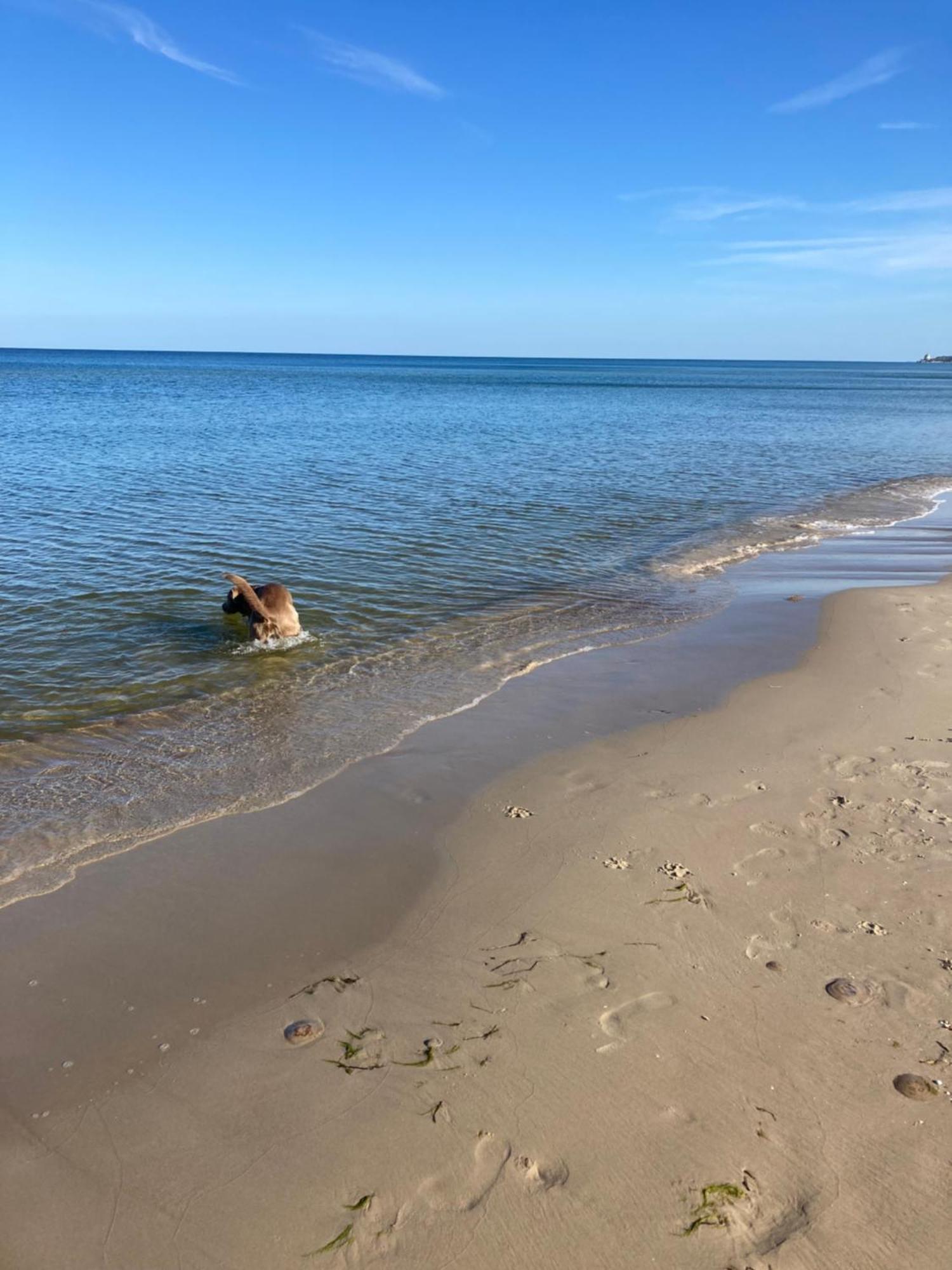 Reet Am Strand Mit Hund Karlshagen المظهر الخارجي الصورة